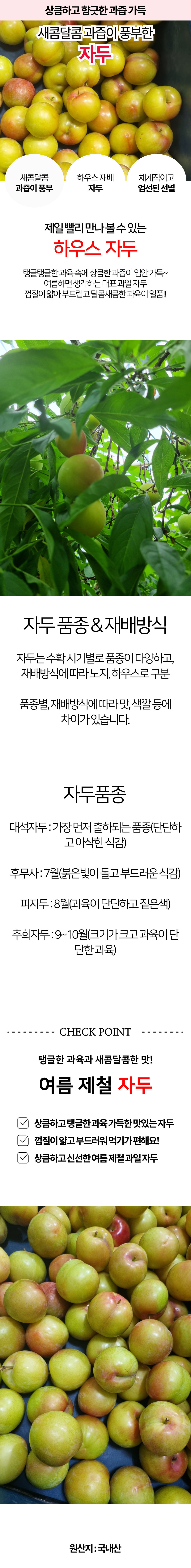 하우스 자두 상세 이미지