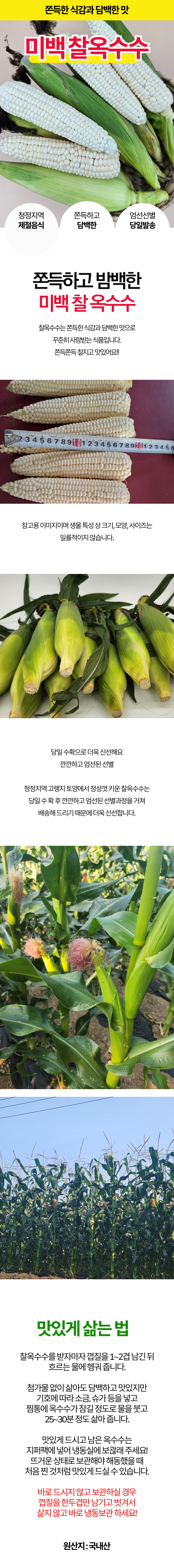 강원도 찰옥수수 특품 (17cm 이상) 상세 이미지